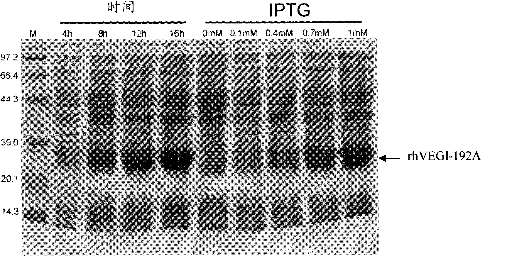 Preparation of recombinant protein of human vascular endothelial cell growth inhibition factor rhVEGI-192A