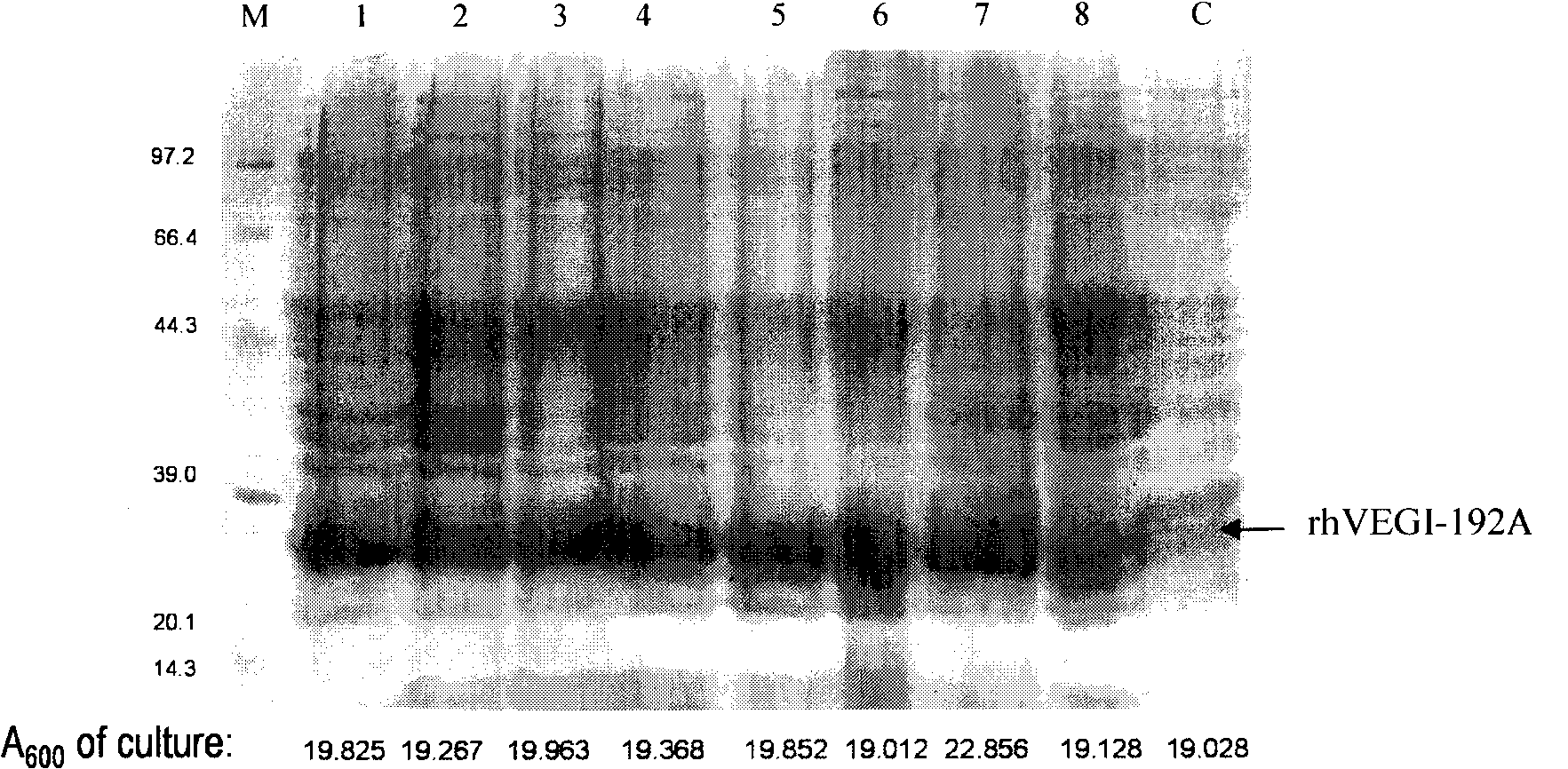 Preparation of recombinant protein of human vascular endothelial cell growth inhibition factor rhVEGI-192A