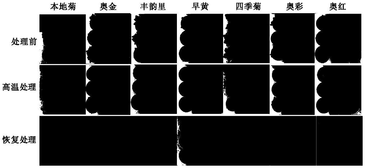 Method for screening heat-resistant chrysanthemum