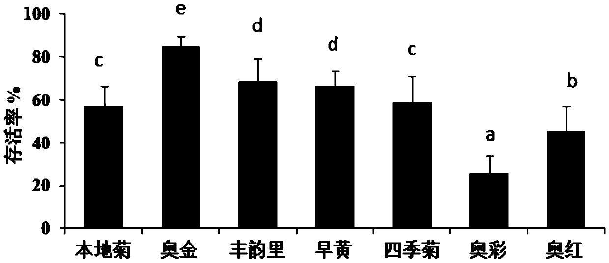 Method for screening heat-resistant chrysanthemum