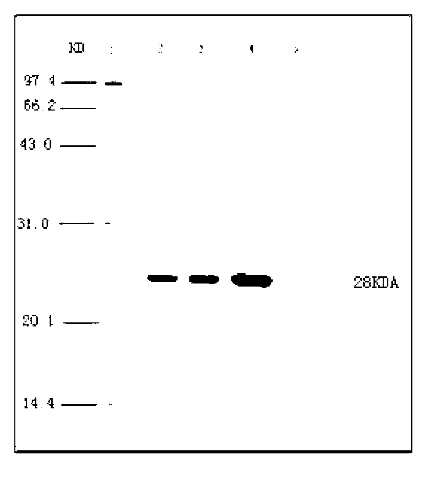 Vaccine composition containing porcine circovirus type 2 antigen and haemophilus parasuis antigen, as well as preparation method and application thereof