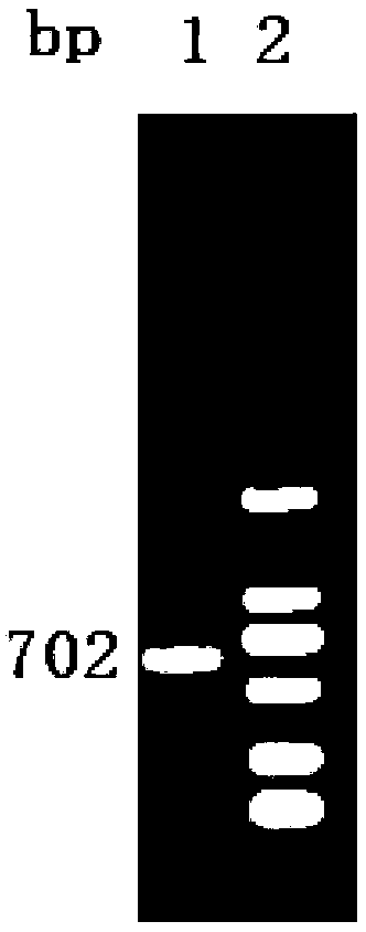 Vaccine composition containing porcine circovirus type 2 antigen and haemophilus parasuis antigen, as well as preparation method and application thereof