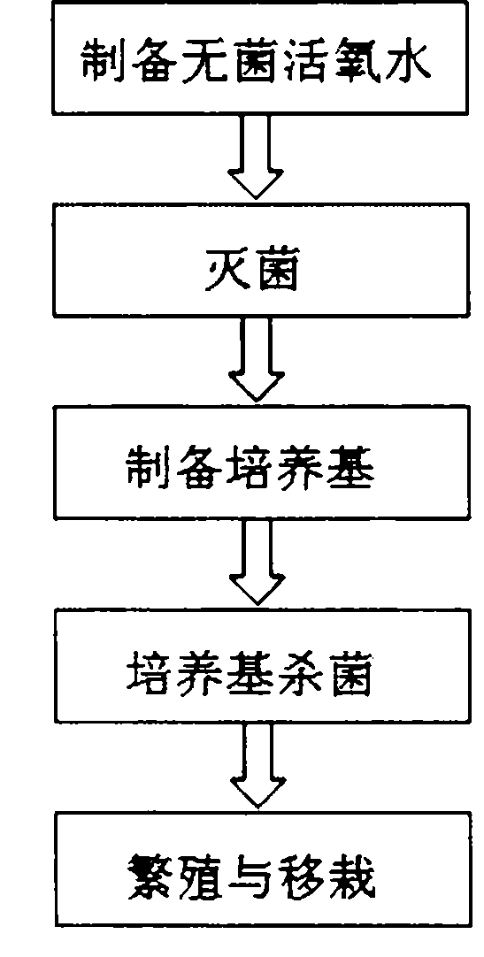 Tissue culture rapid propagation method of acer palmatum