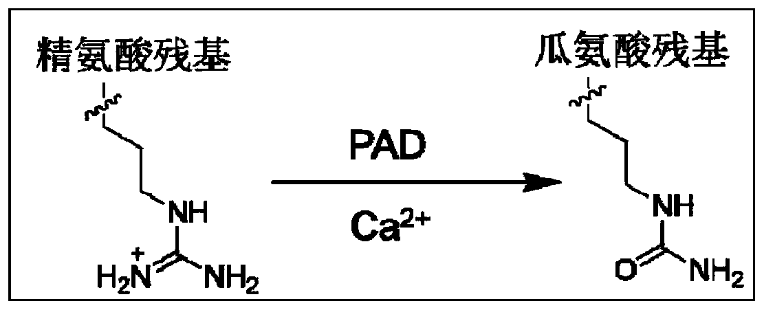 Citrulline probe compound and application thereof