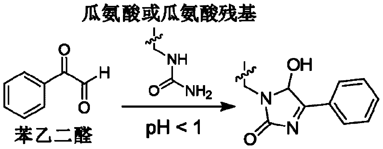 Citrulline probe compound and application thereof