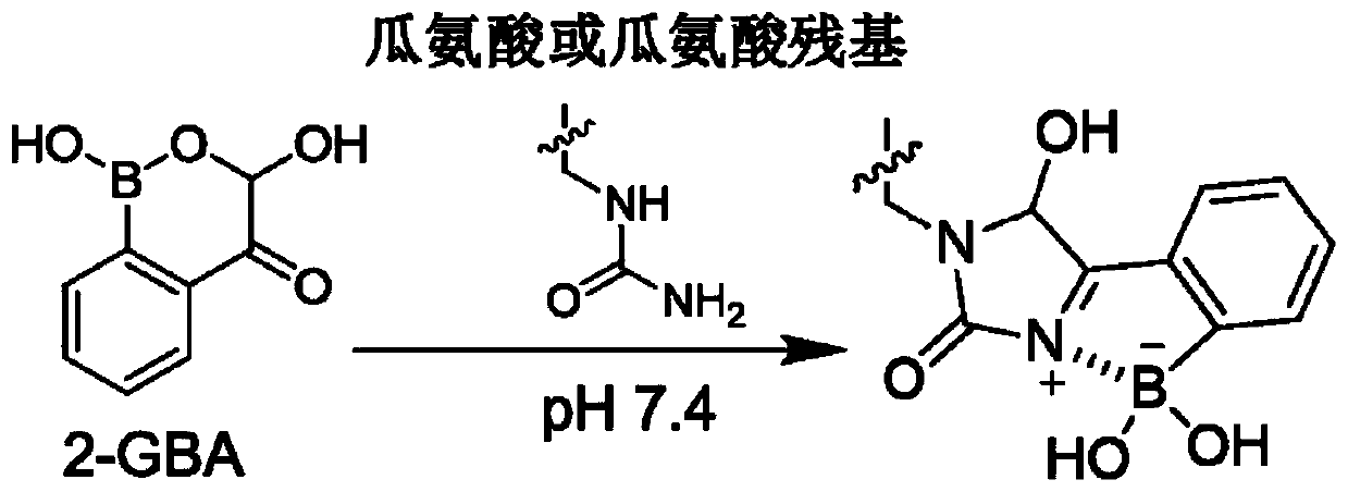 Citrulline probe compound and application thereof