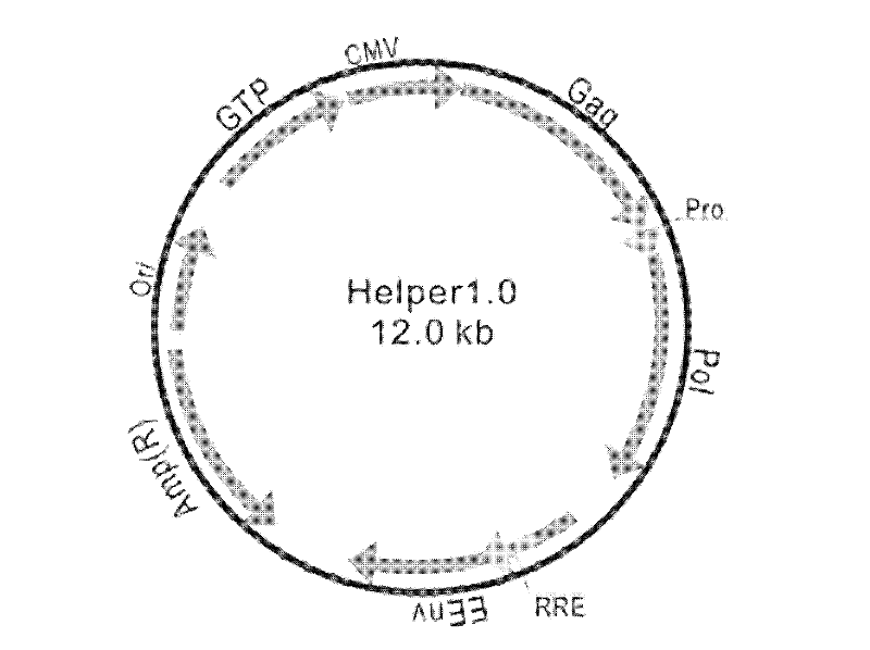 Construction and identification of over-expression lentivirus vector of rat GSK-3 beta (Glycogen Synthase Kinase-3 beta) target gene