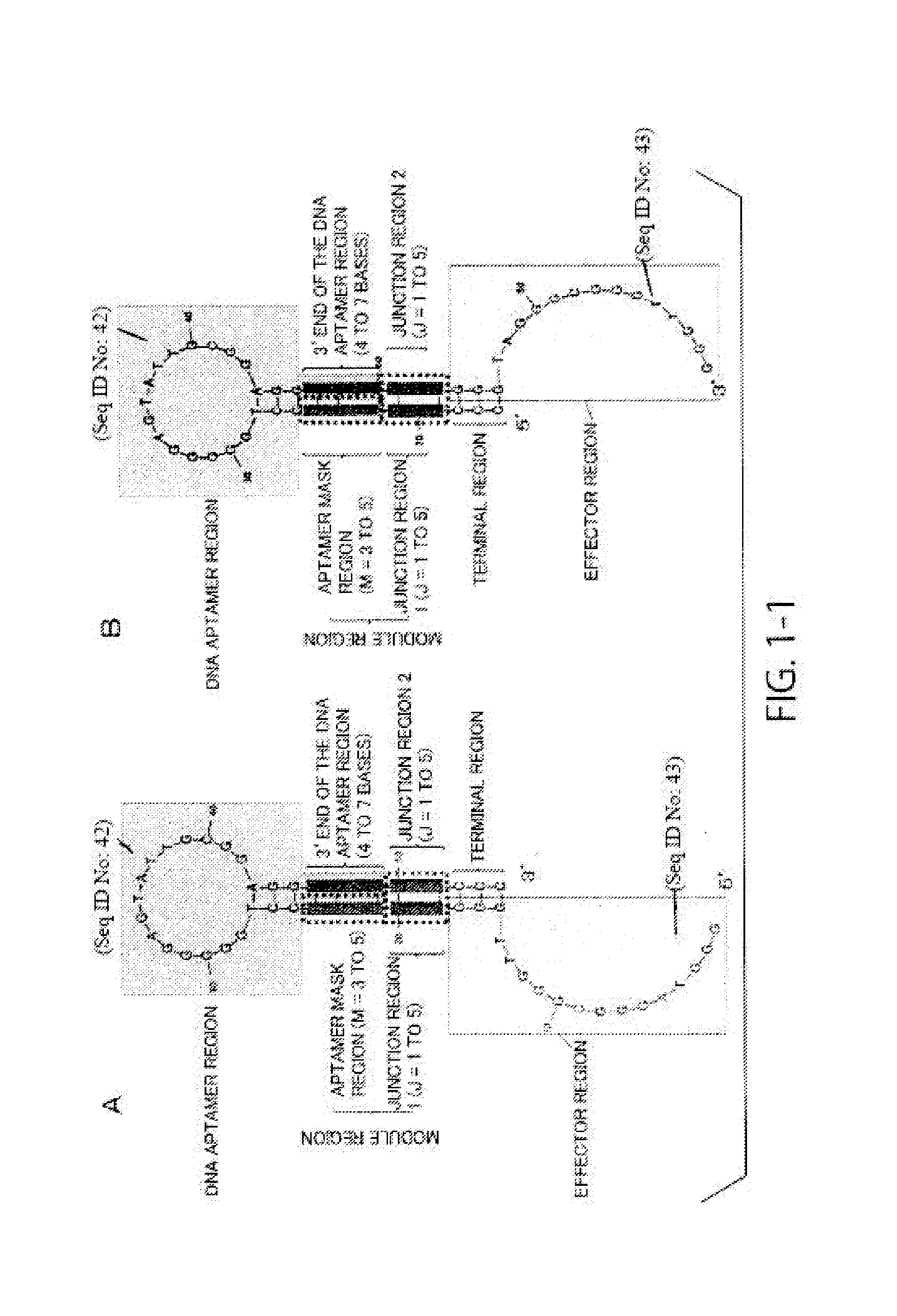 Nucleic acid molecules for highly sensitive detection of ligands, screening method for nucleic acid molecules, and optimization method for sensitivity of nucleic acid molecules