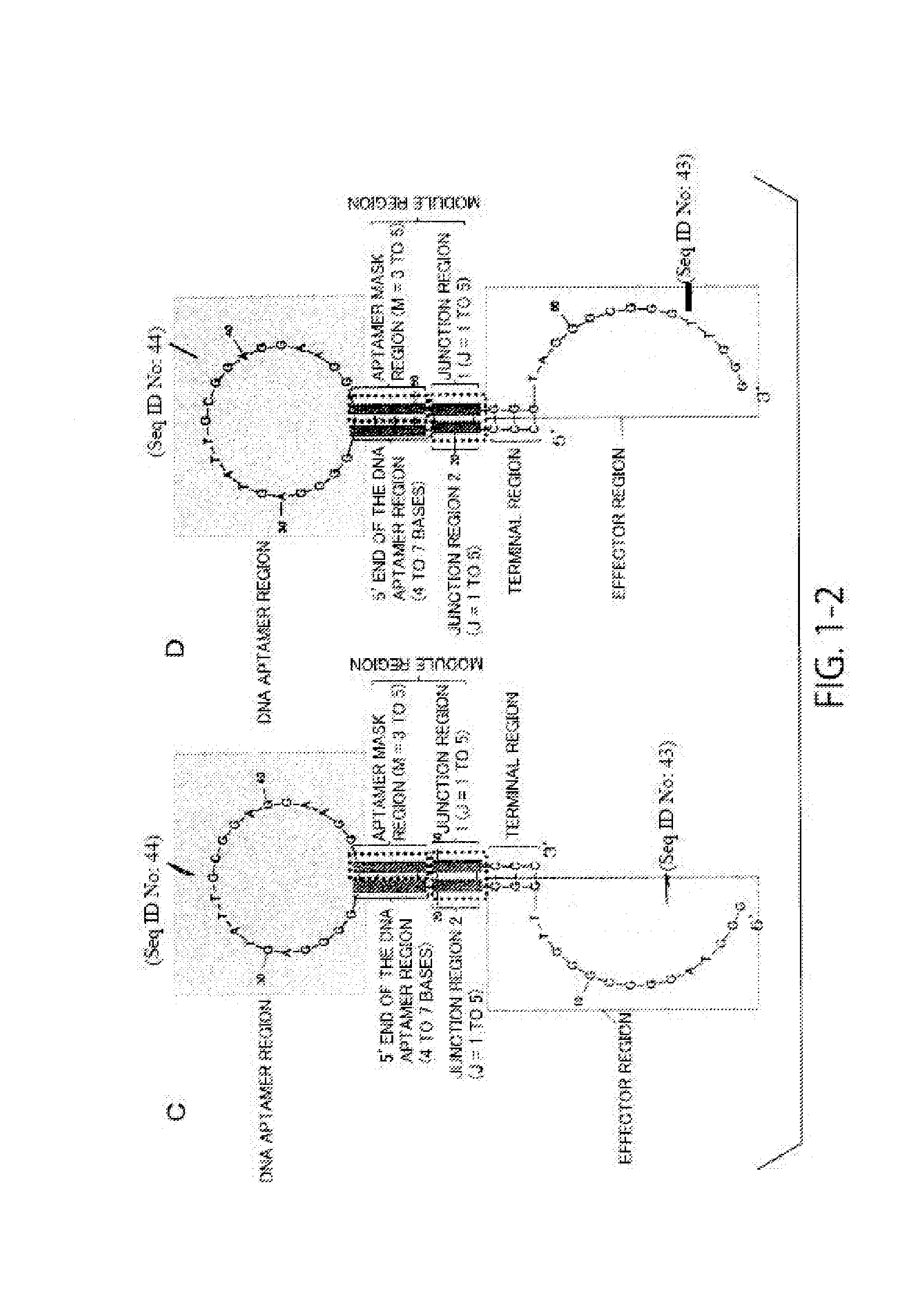 Nucleic acid molecules for highly sensitive detection of ligands, screening method for nucleic acid molecules, and optimization method for sensitivity of nucleic acid molecules