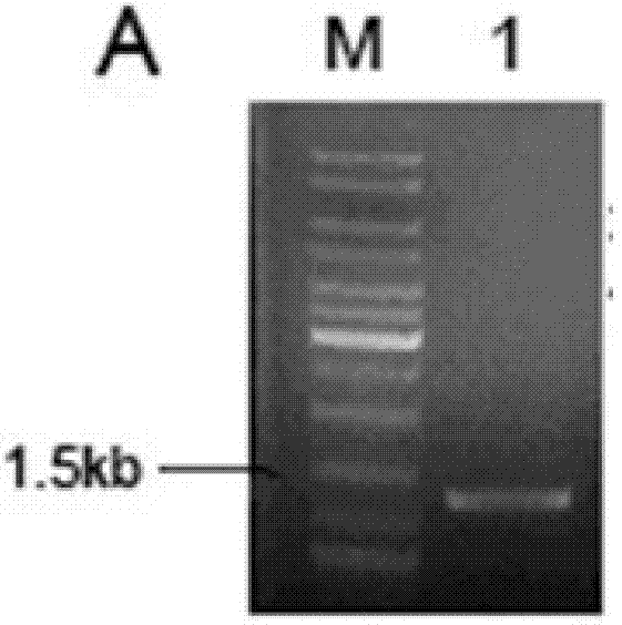 Cationic liposome compound of cancer suppressor gene LKB1 eukaryotic expression plasmid as well as preparation method and anti-tumor effect thereof