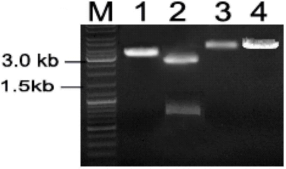 Cationic liposome compound of cancer suppressor gene LKB1 eukaryotic expression plasmid as well as preparation method and anti-tumor effect thereof