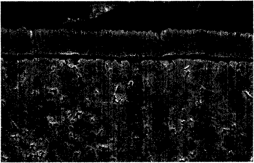 Etching agent for titanium carbonitride coating on surface of hard alloy cutter and method for using same