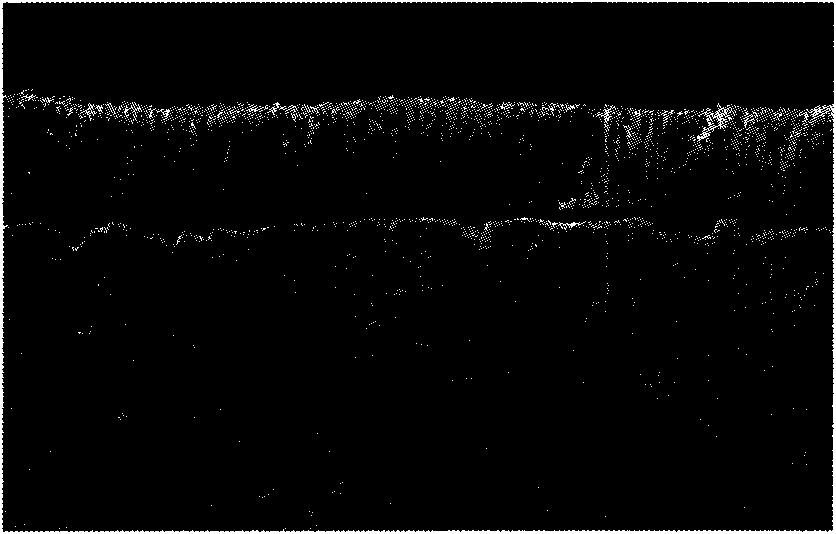 Etching agent for titanium carbonitride coating on surface of hard alloy cutter and method for using same