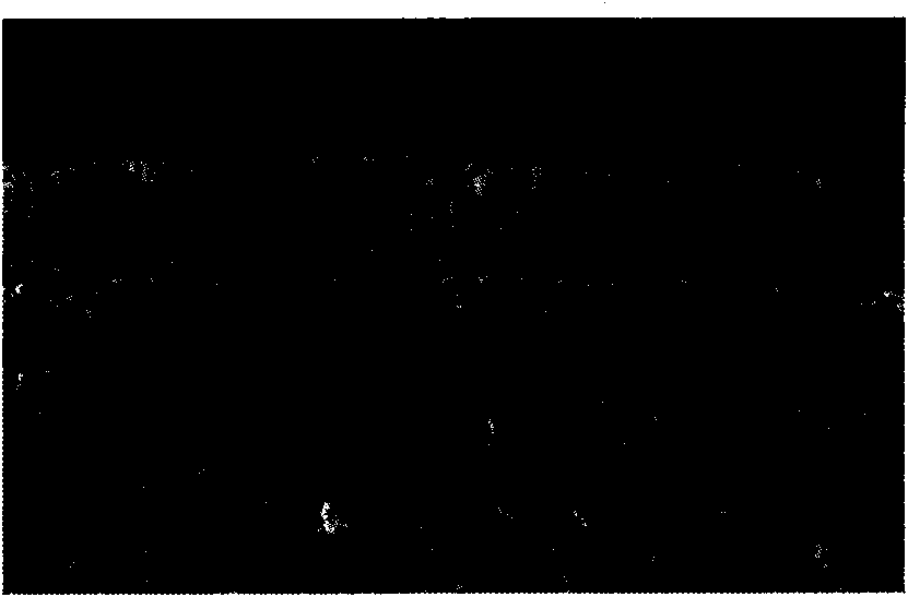 Etching agent for titanium carbonitride coating on surface of hard alloy cutter and method for using same