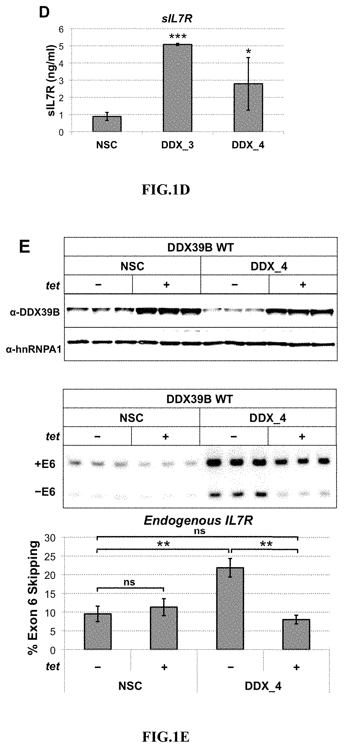 Method to identify subjects at higher risk to develop an autoimmune disease based on genetic and/or phenotypic screening for epistatic variants in DDX39B (RS2523506) and IL7R (RS6897932)