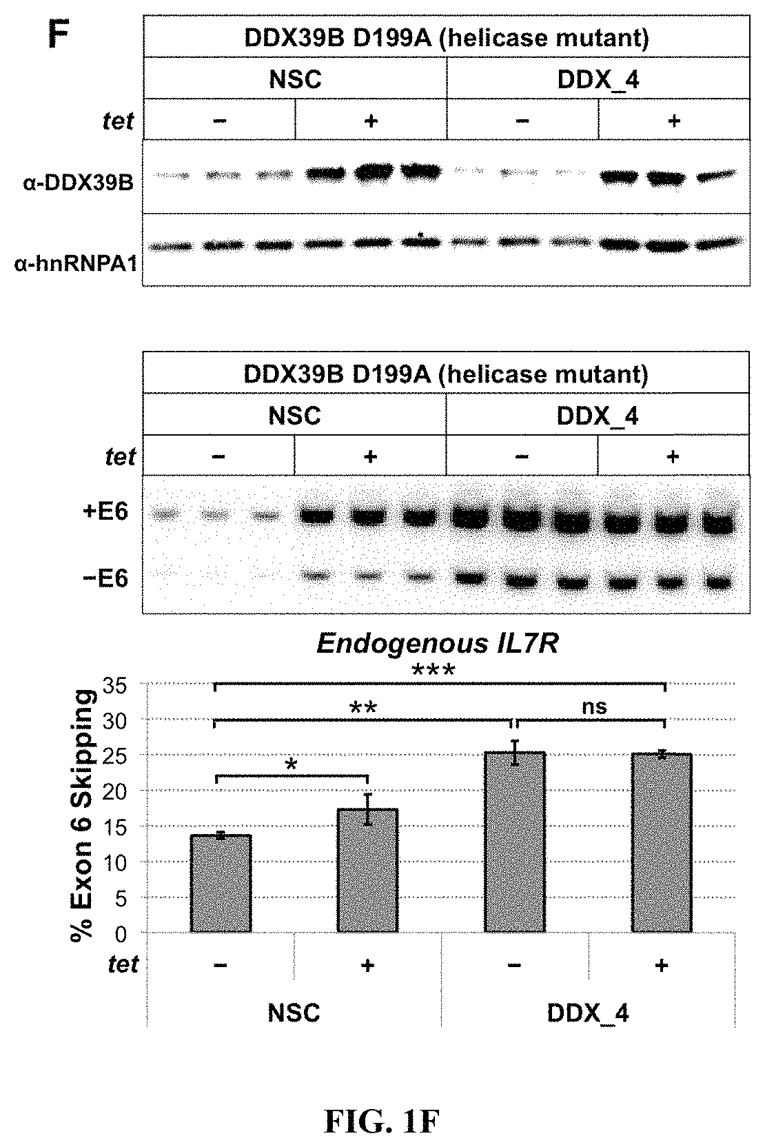 Method to identify subjects at higher risk to develop an autoimmune disease based on genetic and/or phenotypic screening for epistatic variants in DDX39B (RS2523506) and IL7R (RS6897932)