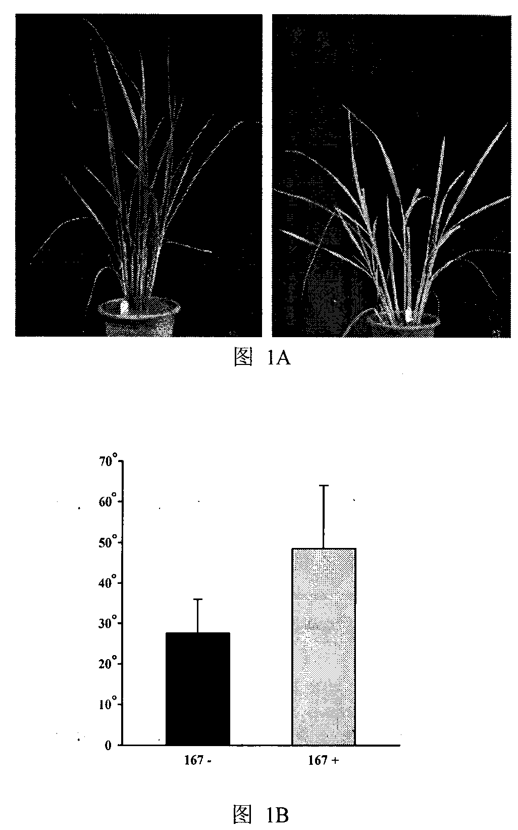 Application of osa-MIR167a gene for regulating and controlling plant type of paddy rice