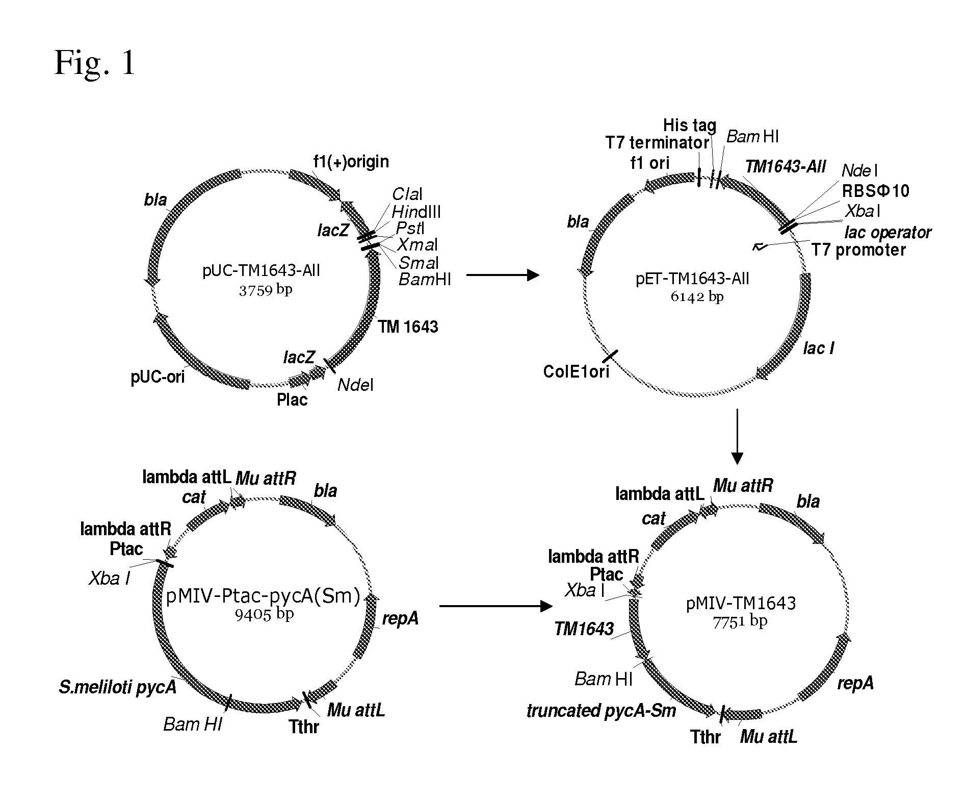 Bacterium of enterobacteriaceae family producing L-aspartic acid or L-aspartic acid-derived metabolites and a method for producing L-aspartic acid or L-aspartic acid-derived metabolites