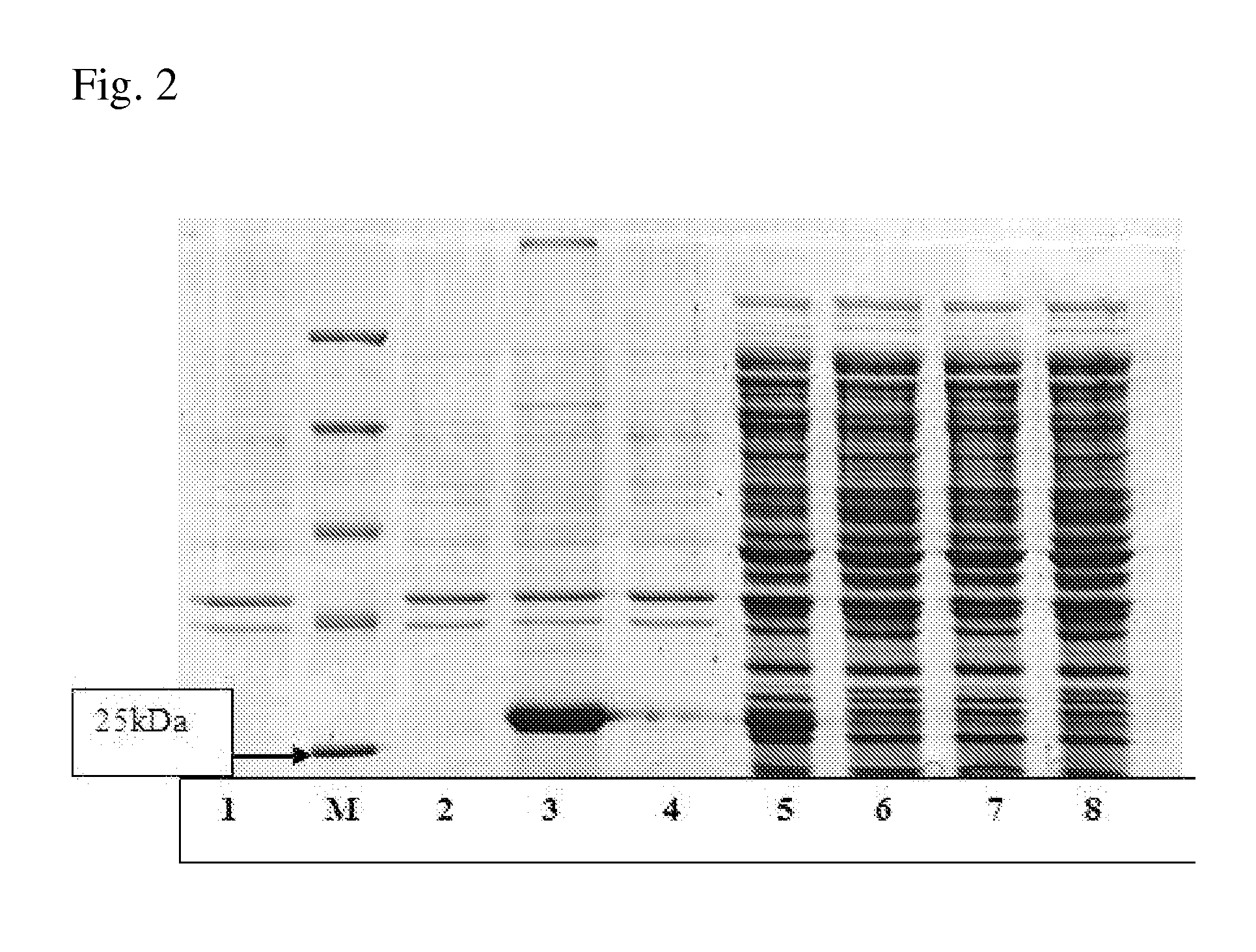 Bacterium of enterobacteriaceae family producing L-aspartic acid or L-aspartic acid-derived metabolites and a method for producing L-aspartic acid or L-aspartic acid-derived metabolites