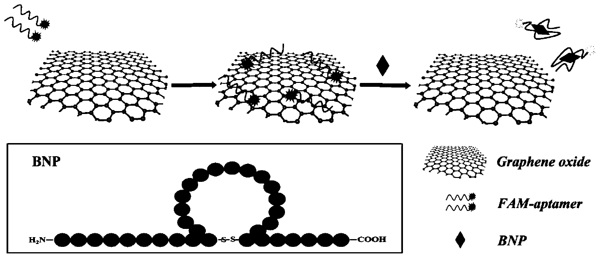 Fluorescence method for detecting brain natriuretic peptide based on graphene oxide/nucleic acid aptamer