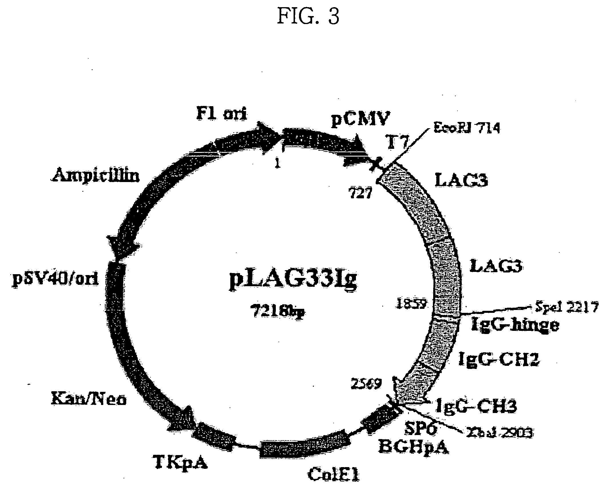 Pharmaceutical composition for treatment of immunological disorders