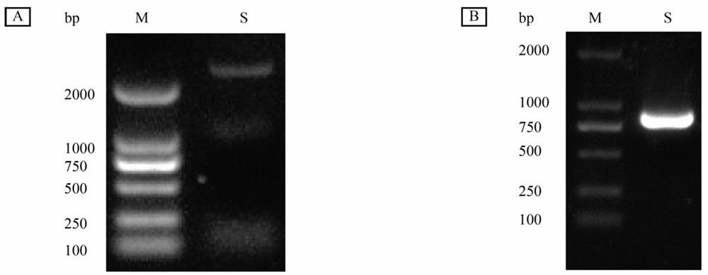 Leech tyrosine sulfonate transferase gene and application thereof