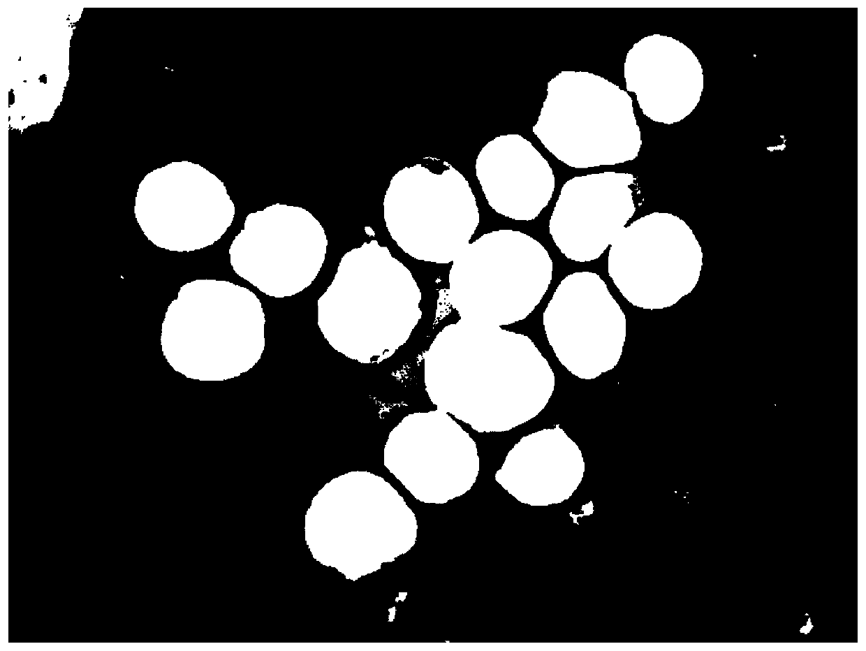 A method for bone marrow fluid cell segmentation based on deep learning