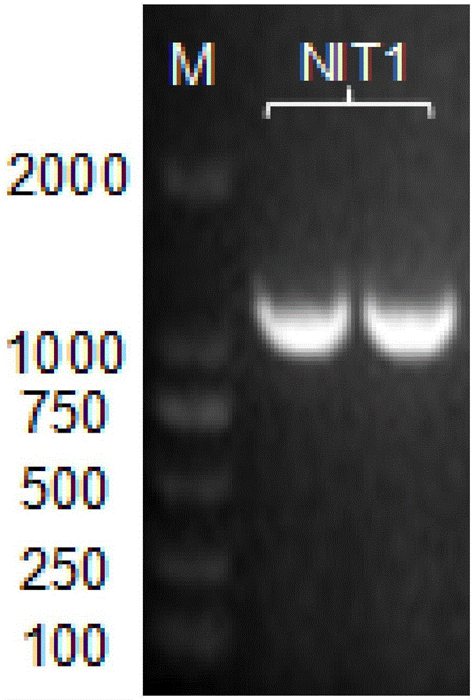 Nitrilase mutant as well as coding gene and application thereof