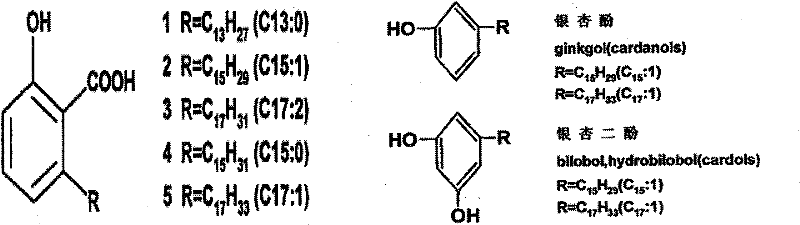 Application of ginkgolic acid in pain alleviation