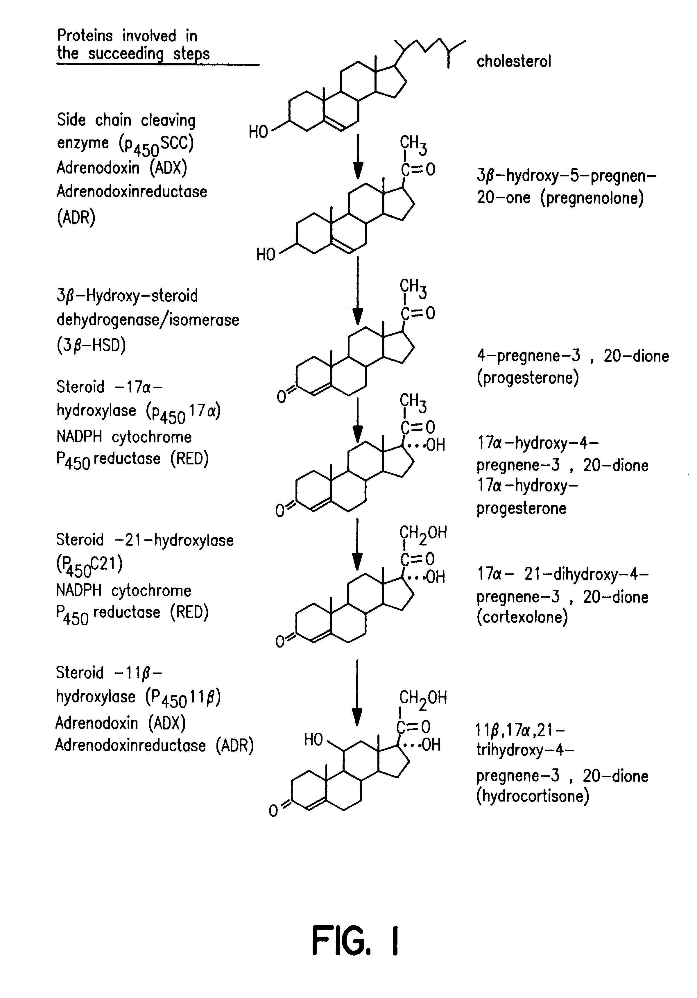 Process for oxidation of steroids and genetically engineered cells used therein