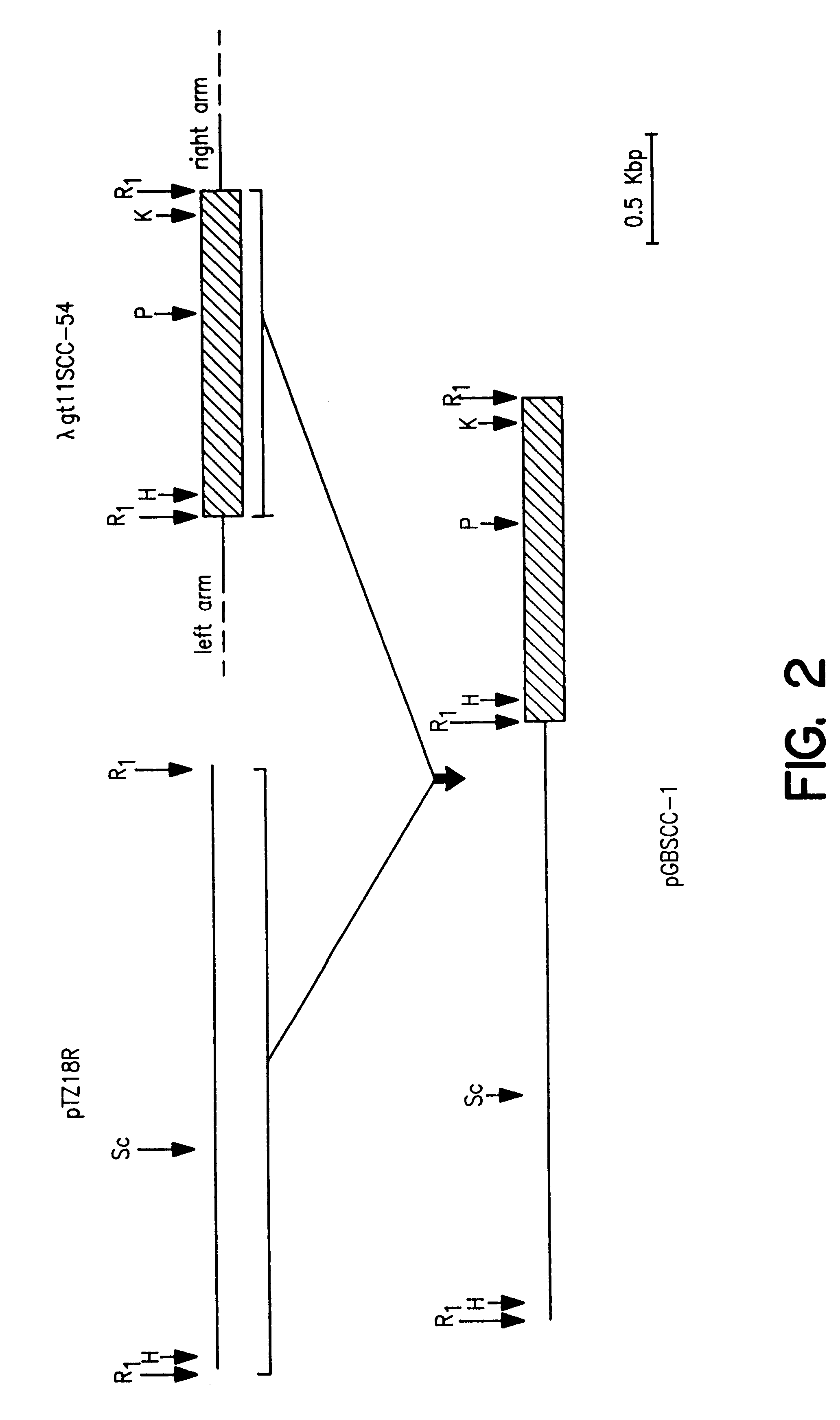 Process for oxidation of steroids and genetically engineered cells used therein