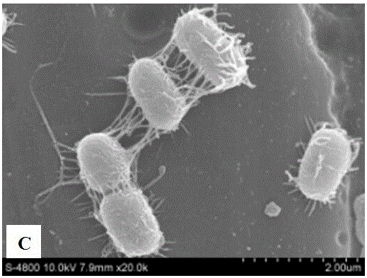 Sticking agent for making bacterial scanning electron microscope observation slice and preparation method thereof