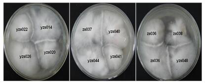 A Strain yzs020 suitable for Cultivation of Substitute Materials