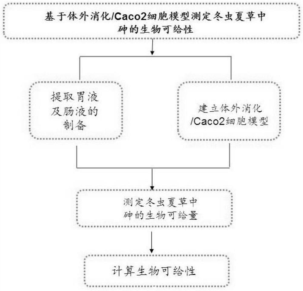 Method for determining bioavailability of arsenic in cordyceps sinensis based on in-vitro digestion/Caco2 cell model