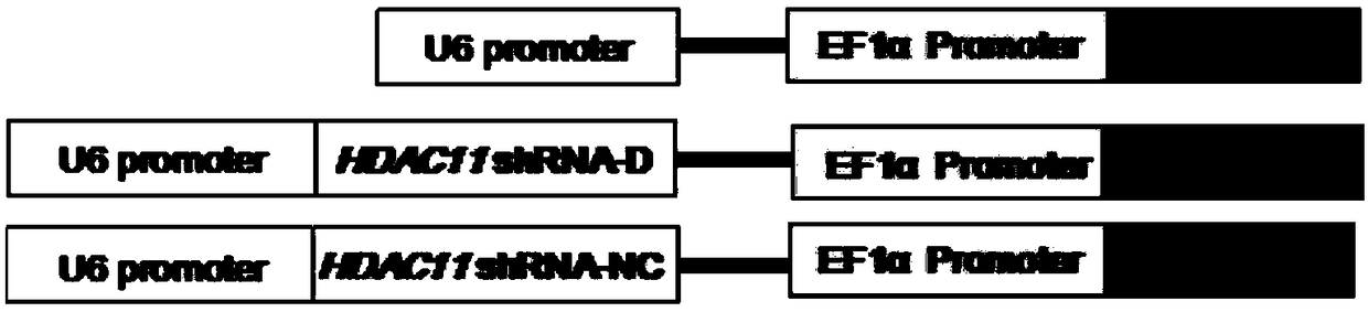 Gene HDAC11 interfered chimeric antigen receptor T-cell and application thereof