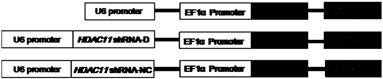 Gene HDAC11 interfered chimeric antigen receptor T-cell and application thereof