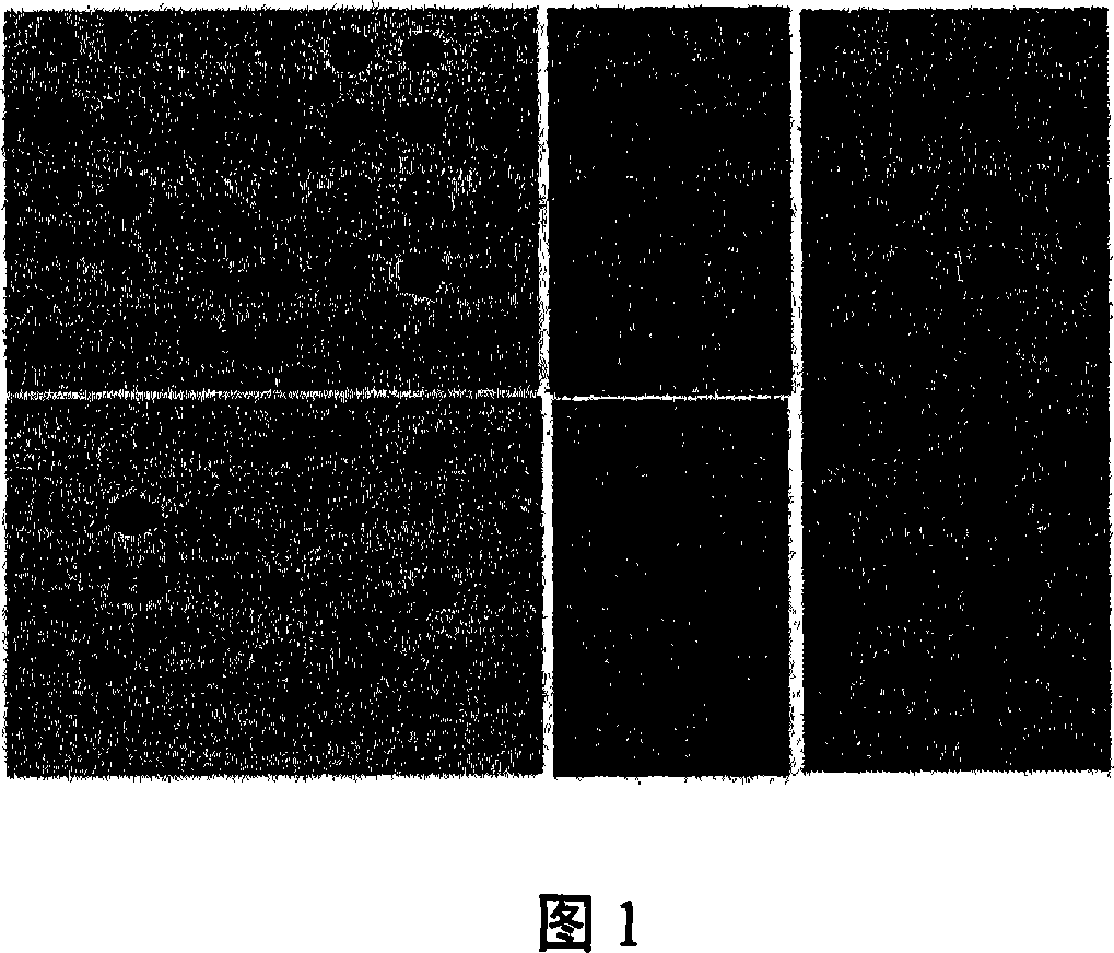 Gene chip for analyzing microbial group structure and function under acid environment