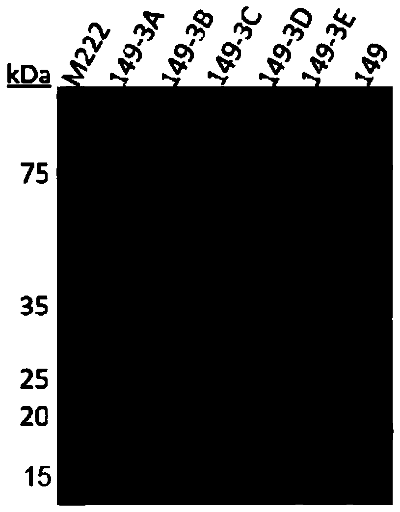 Chimeric particle containing dominant epitope peptide of EB virus membrane surface glycoprotein gp350 and coding gene and application of chimeric particle