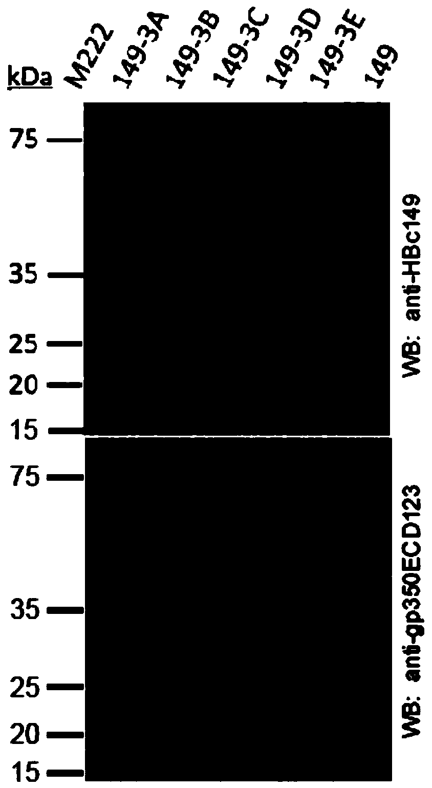 Chimeric particle containing dominant epitope peptide of EB virus membrane surface glycoprotein gp350 and coding gene and application of chimeric particle