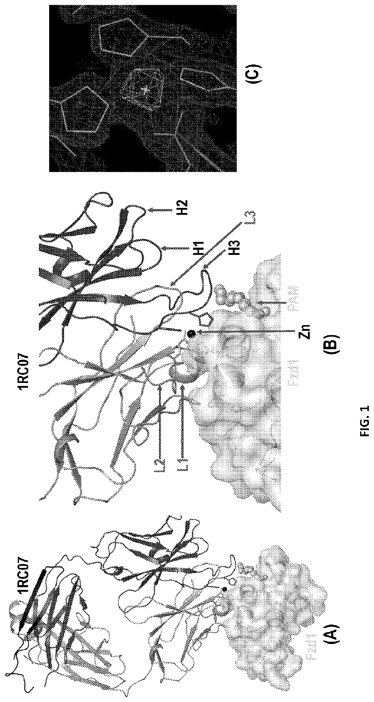 Anti-frizzled antibodies and methods of use