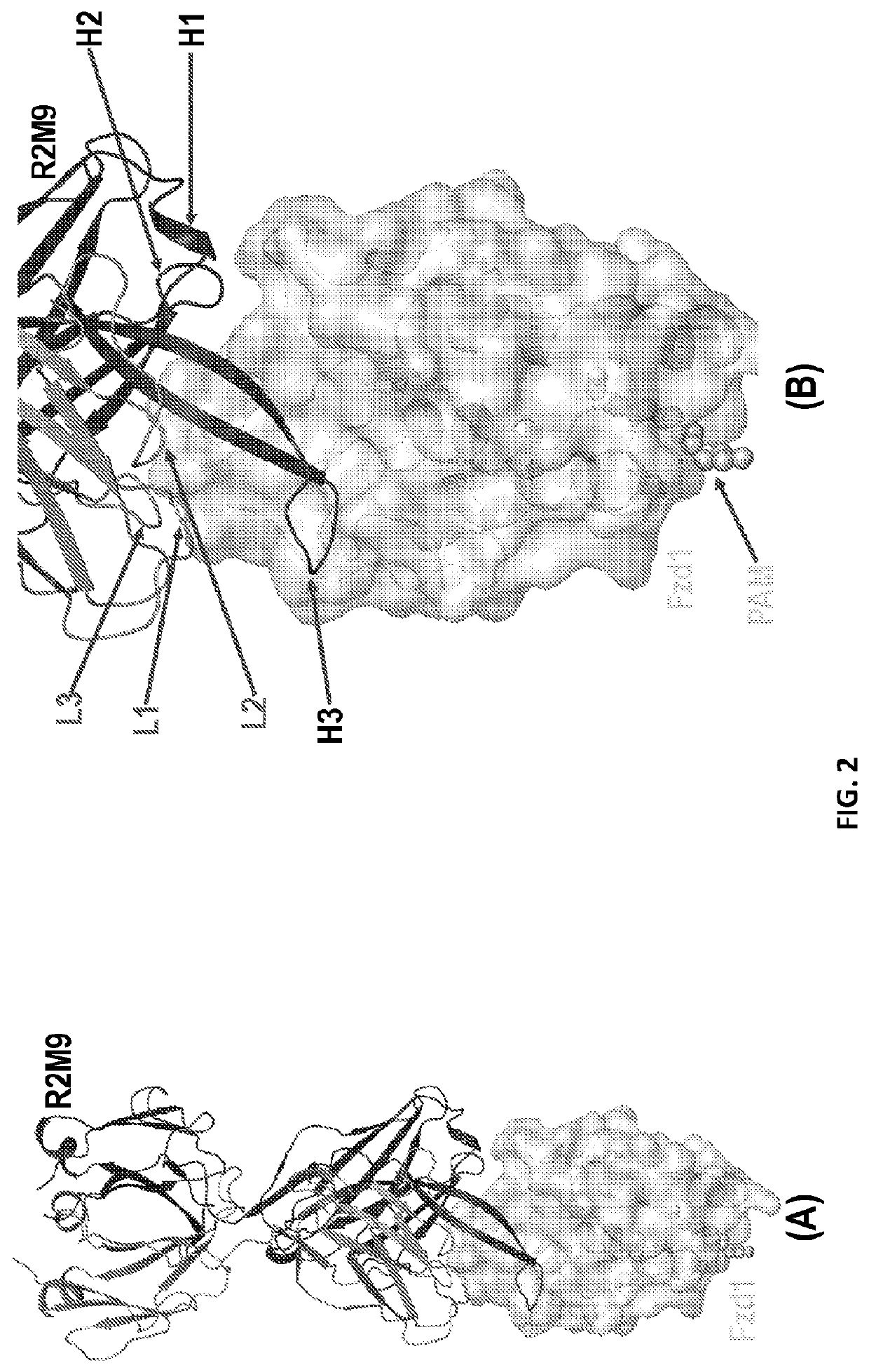 Anti-frizzled antibodies and methods of use