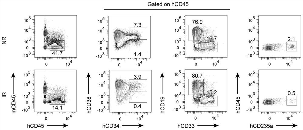 Construction method and application of research model of bystander effector damaged hematopoietic stem progenitor cells