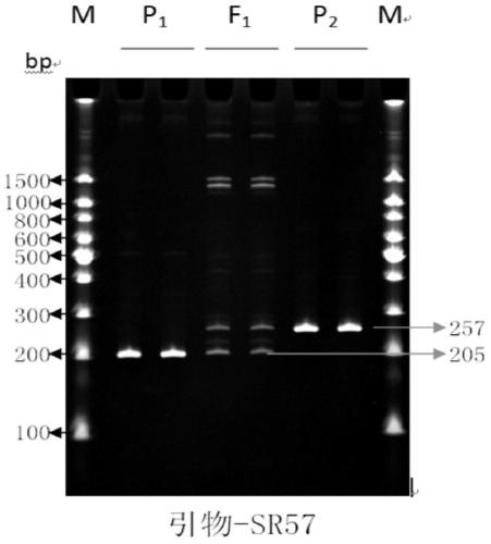 Kit for rapid detection of authenticity of edible sunflower hybrid sh361