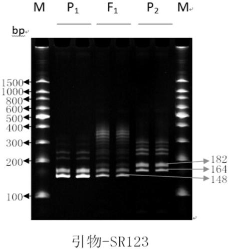 Kit for rapid detection of authenticity of edible sunflower hybrid sh361