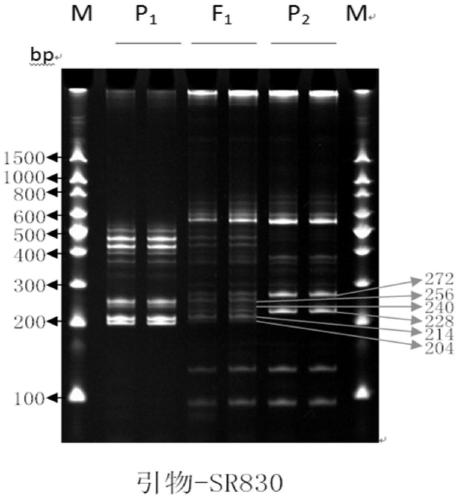 Kit for rapid detection of authenticity of edible sunflower hybrid sh361