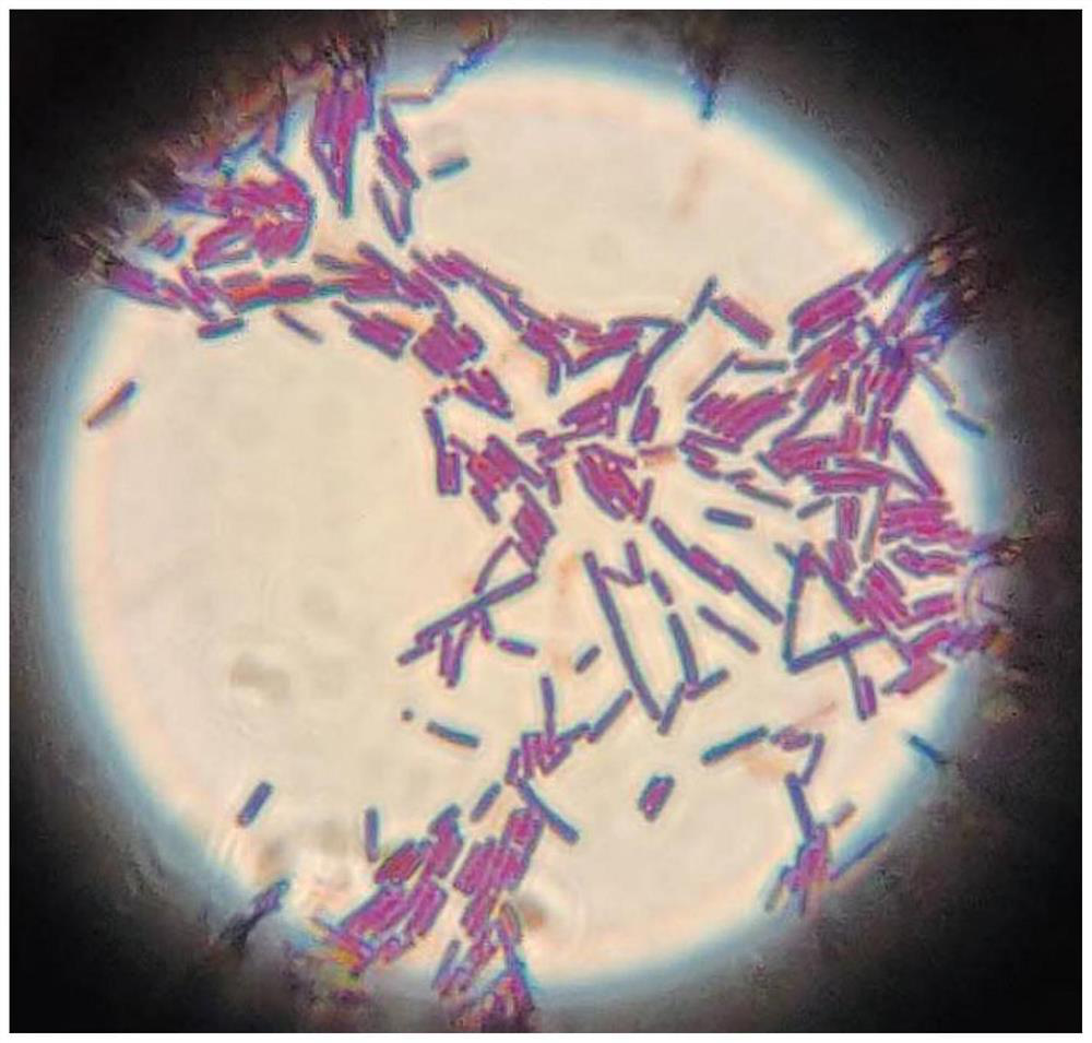 Bacillus subtilis DK-03 and application thereof