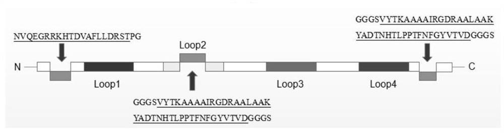 Assembling method and application of PPV (porcine parvovirus)-like particles with chimeric SAT2 FMD (Southern African Territories 2 foot and mouth disease) virus epitopes