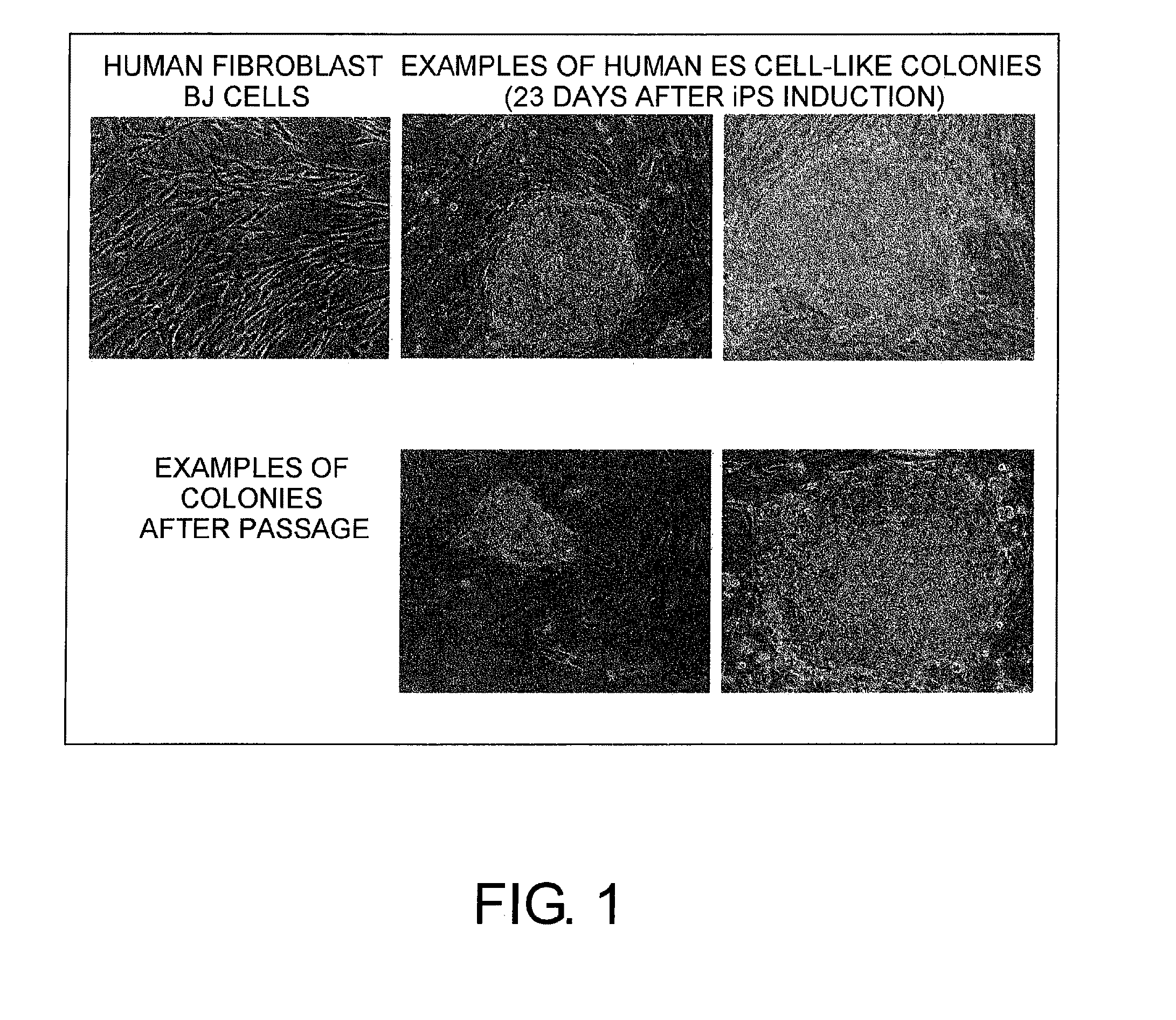 Method for production of reprogrammed cell using chromosomally unintegrated virus vector