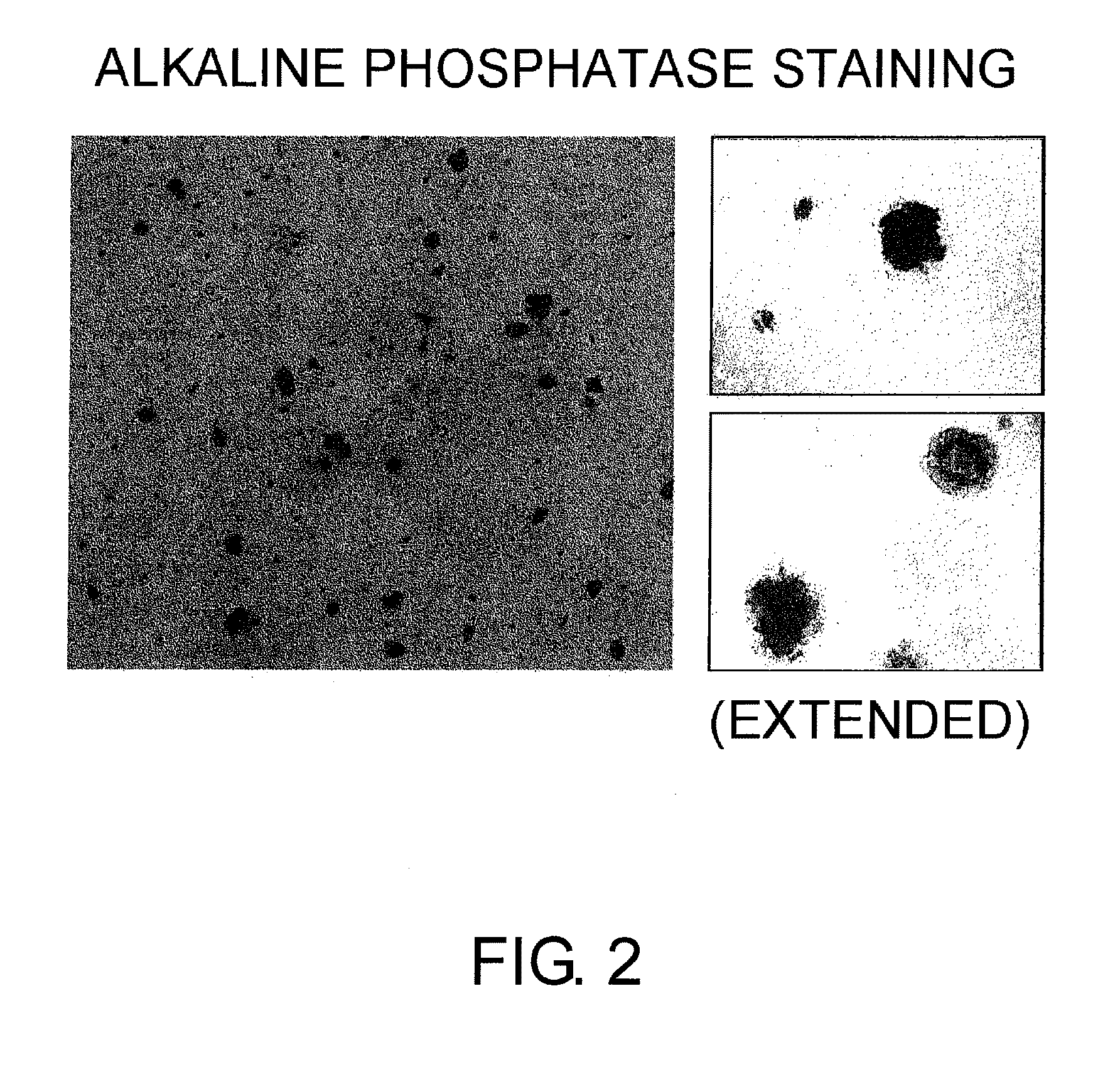 Method for production of reprogrammed cell using chromosomally unintegrated virus vector