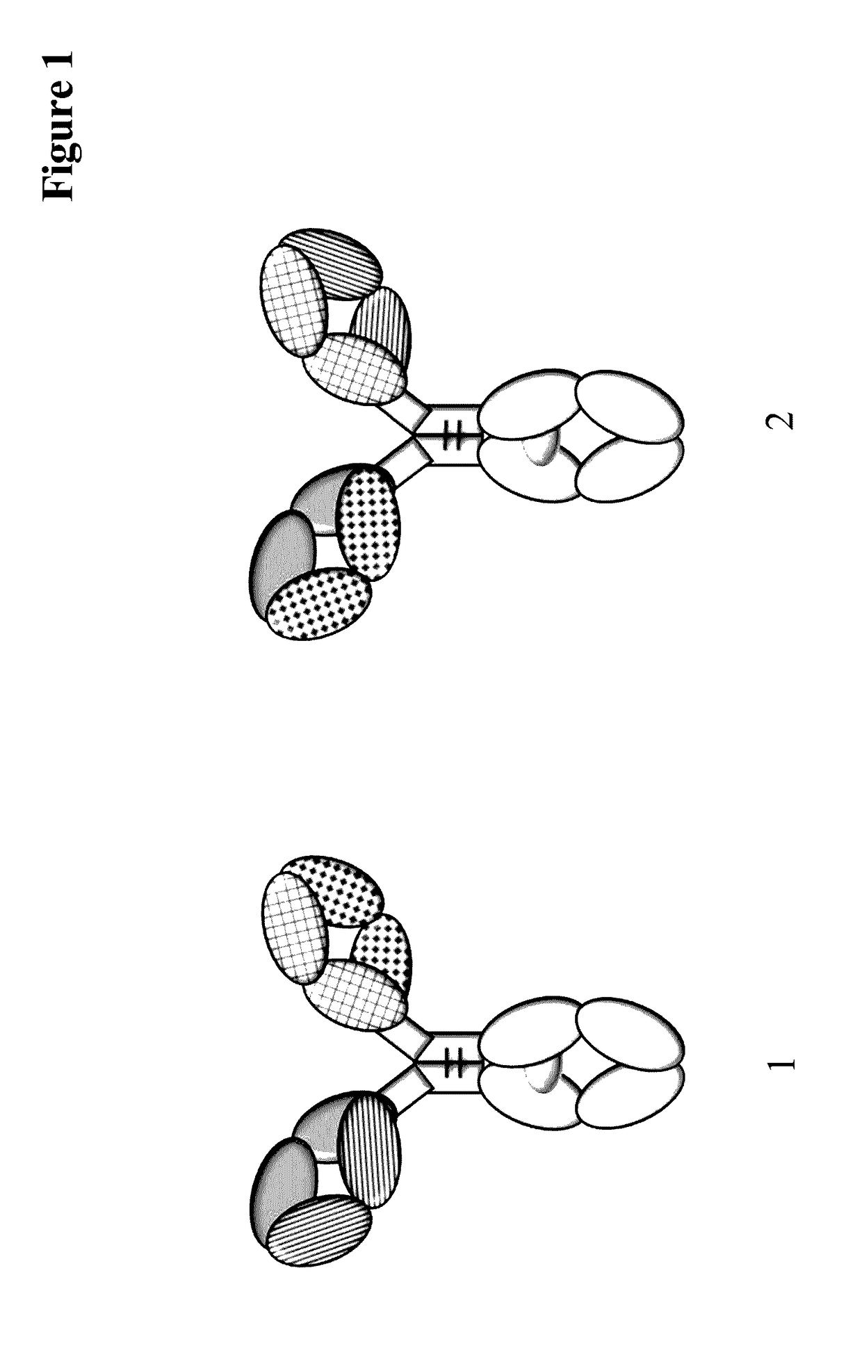 Method for detecting multispecific antibody light chain mispairing